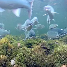 Lakseoppgang i Kongsfjordelva