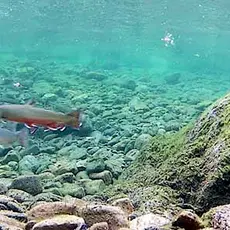 Ulovlig fiske i Storelva