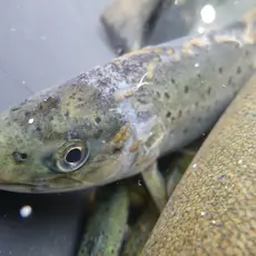 Sjøørret med lakselus