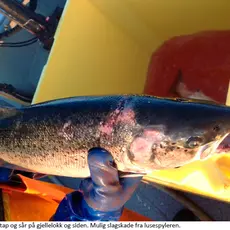 Faksimile av rapportbilde fra Aqua kompetanse