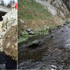 Gjenåpning av bekk - før og etter