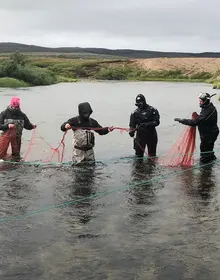 Fangst av pukkellaks