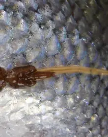 Lakselus på villaks.