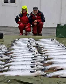Fangst sjølaksefiske Kongsfjorden