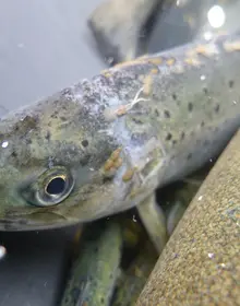 Sjøørret med lakselus