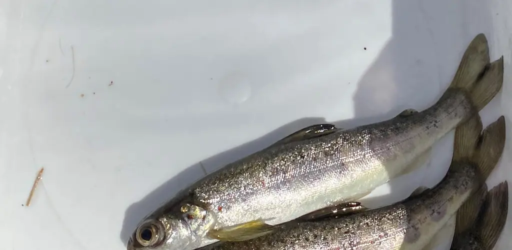 Smolt fra Auglandsbekken 07.04.2020