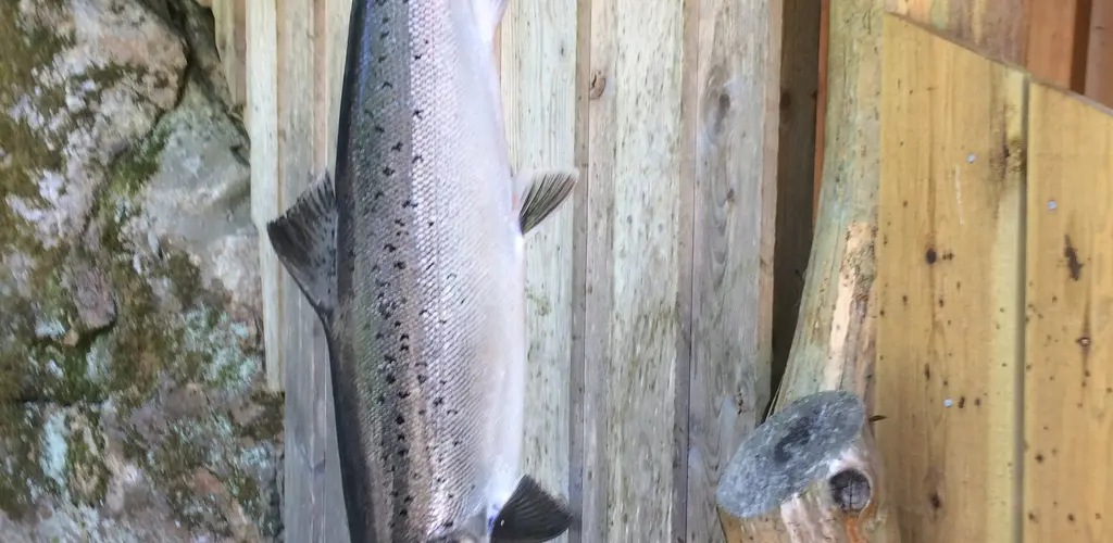 Flott laks på 6,5 kg