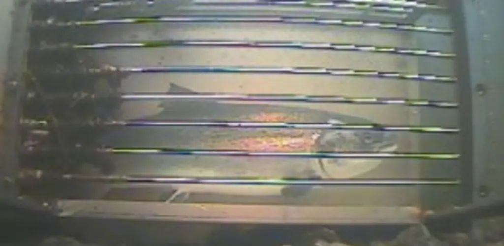 laksetrapp målselva