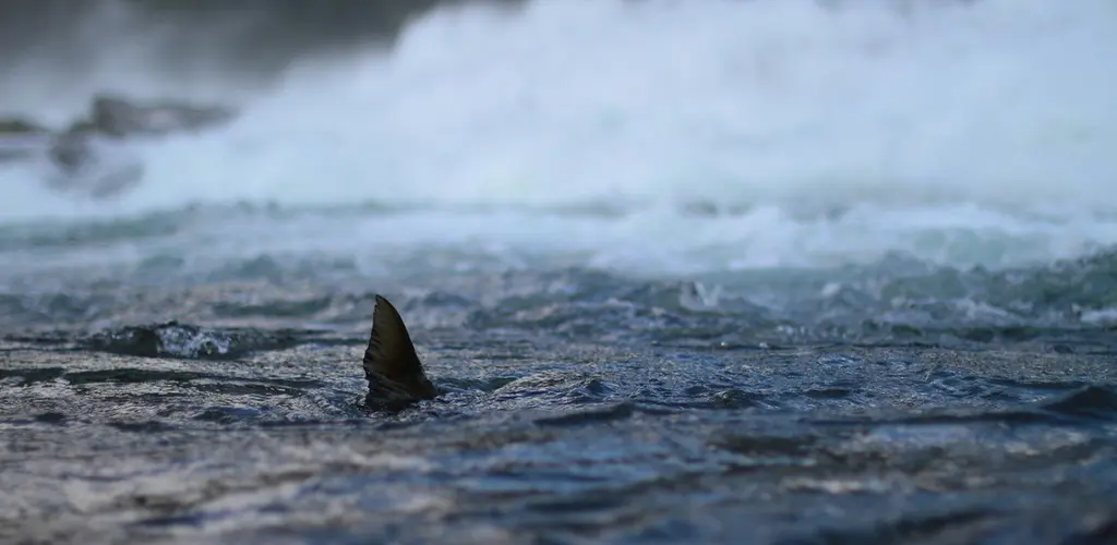 Gaular_fisk i vannet_2021