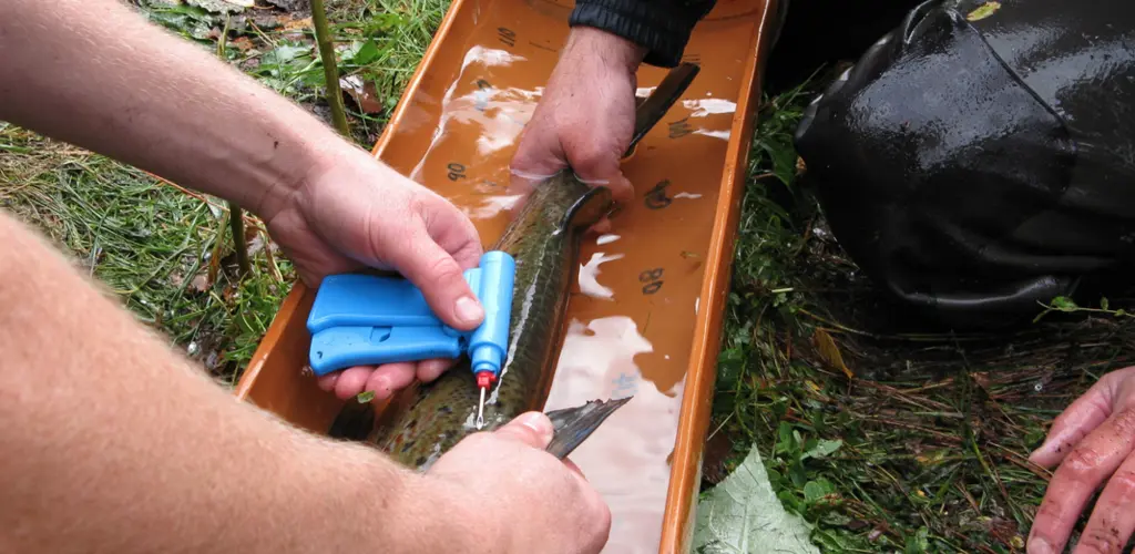 Gaular_2021_forvaltning_merking av laks