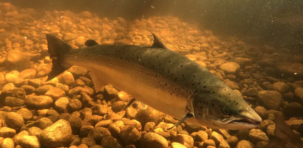 Mandalselva Villakssenter