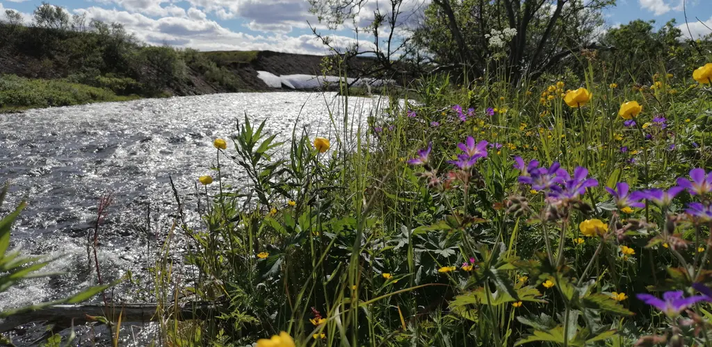 kongsfjordelva_ vår i elva_06072021.jpg