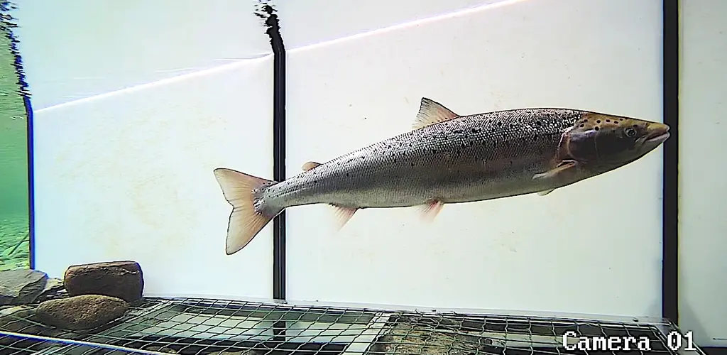 Kongsfjordelva - Storelva