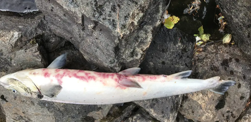 Furunkulose_Anton Rikstad