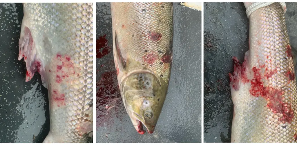 Numedalslågen_2021_Holmfoss_syk fisk