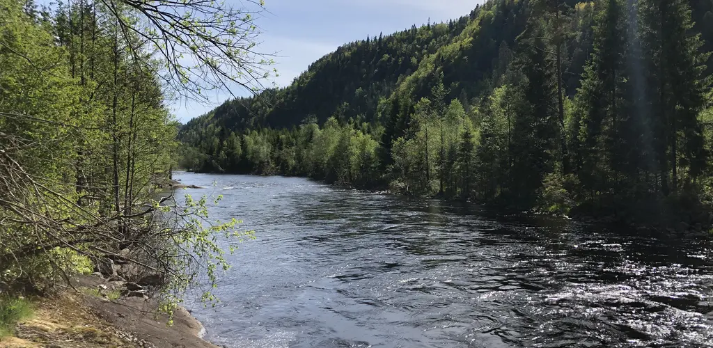 Følg med på syk og uønsket laks