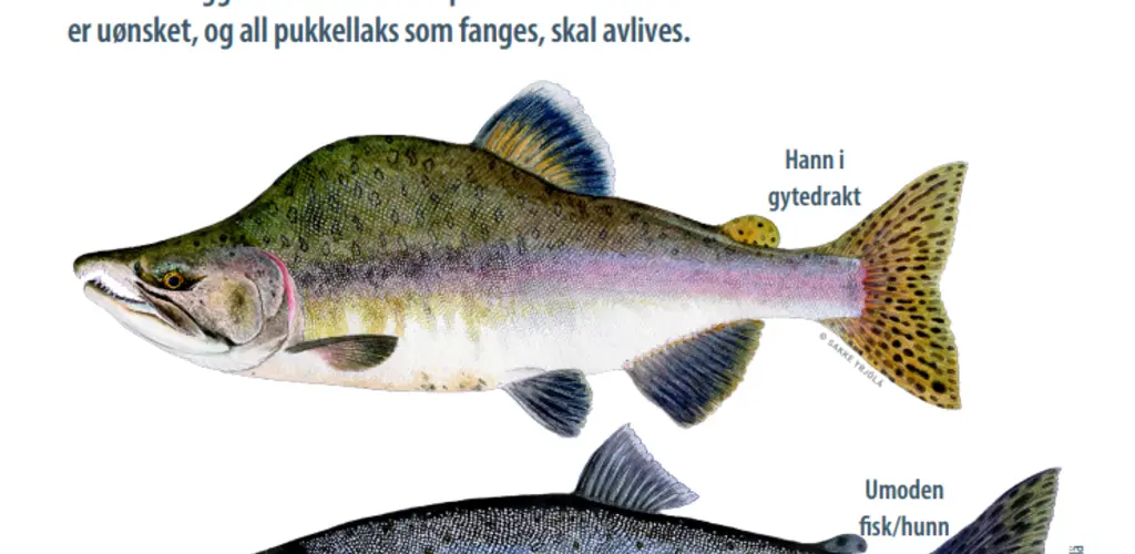 Pukkellaks_NINA_plakat