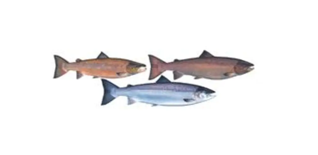 Illustrasjon_gjenkjenning