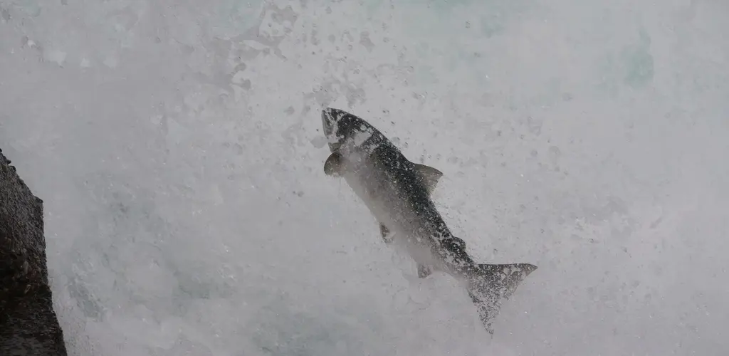 Hoppende laks i foss