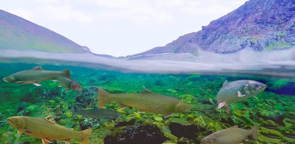 Storelva og Kongsfjordelva