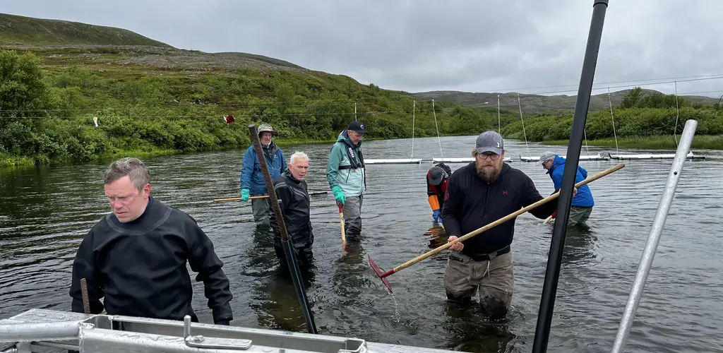 Pukkellaksfelle i Kongsfjord