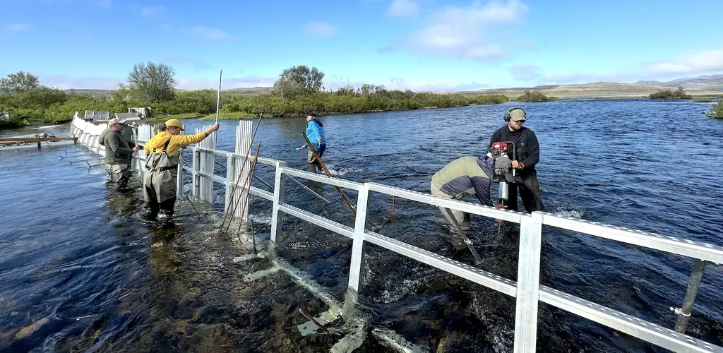 Felle i Kongsfjordelva