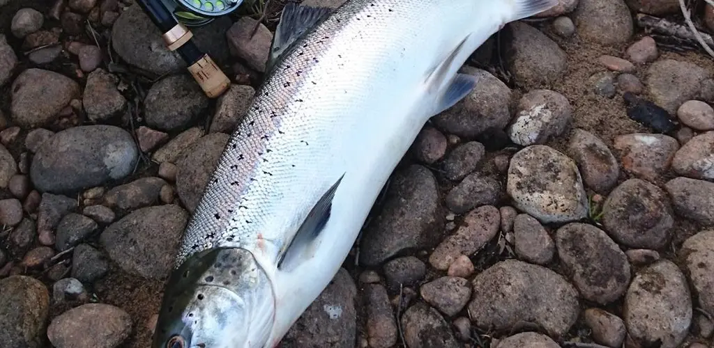 Mandalselva kvoteendring