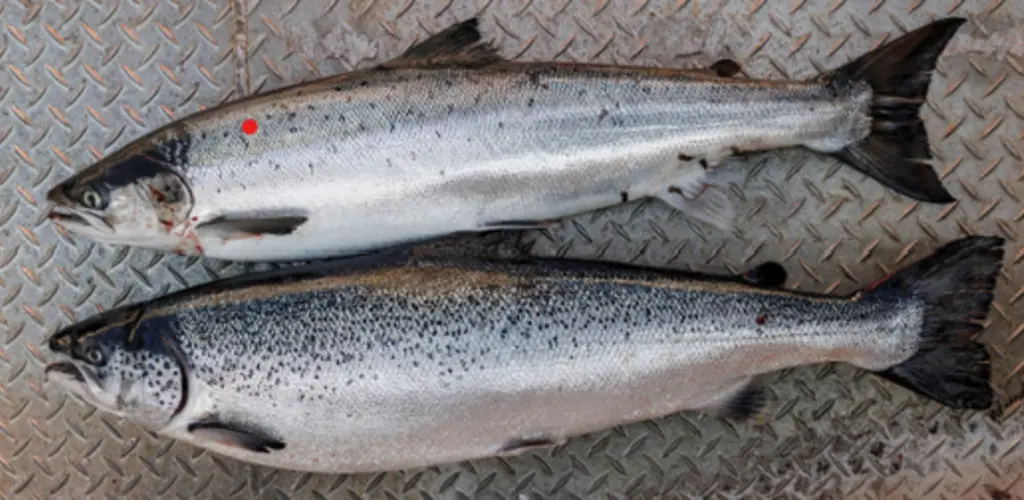 Oppdrettslaks eller villaks