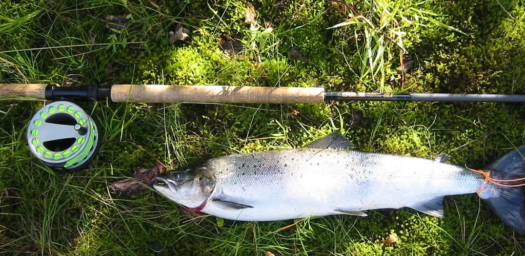 Gjenåpning for uttak av laks under 65 cm