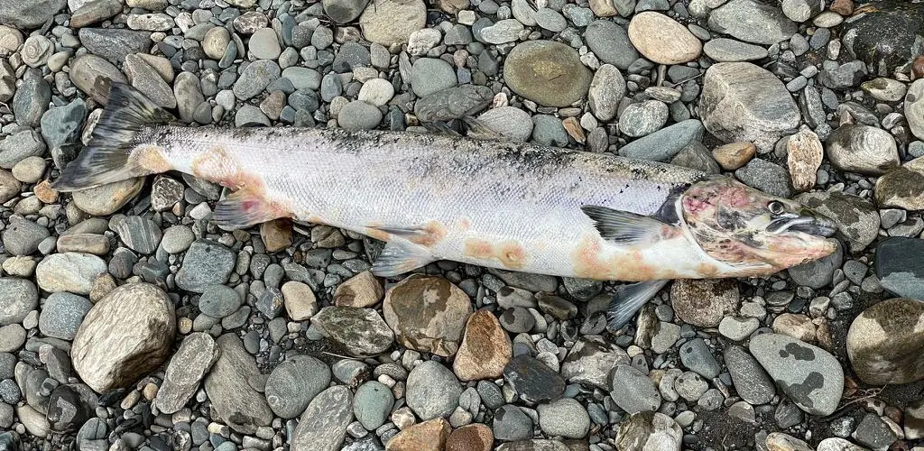 dødlaks_verdalselva
