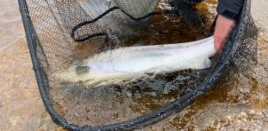 Gjenutsetting storlaks