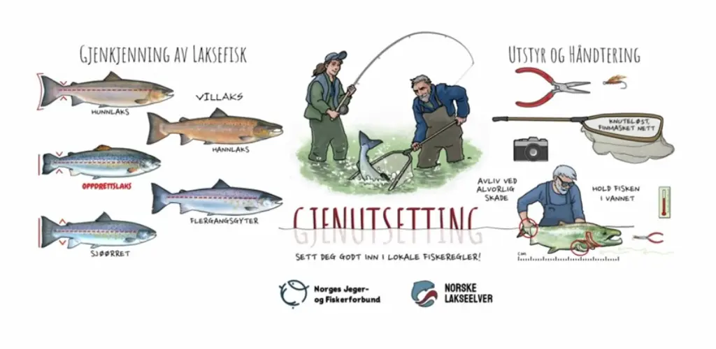 Gjennutsetting_verdalselva