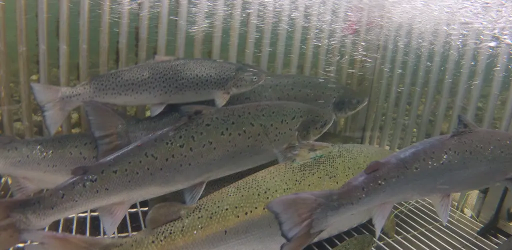 Fangstfelle i Etneelva