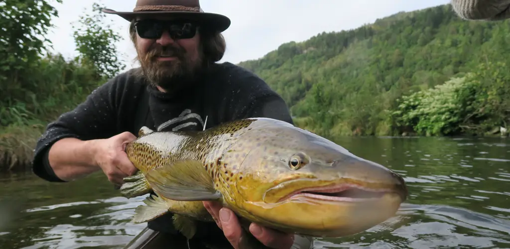 Fangst av stamfisk Fangst av stamfisk