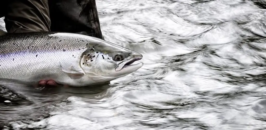 Sølvblank villaks fra Stjørdalselva. Foto Jon-Erlend Sundnes