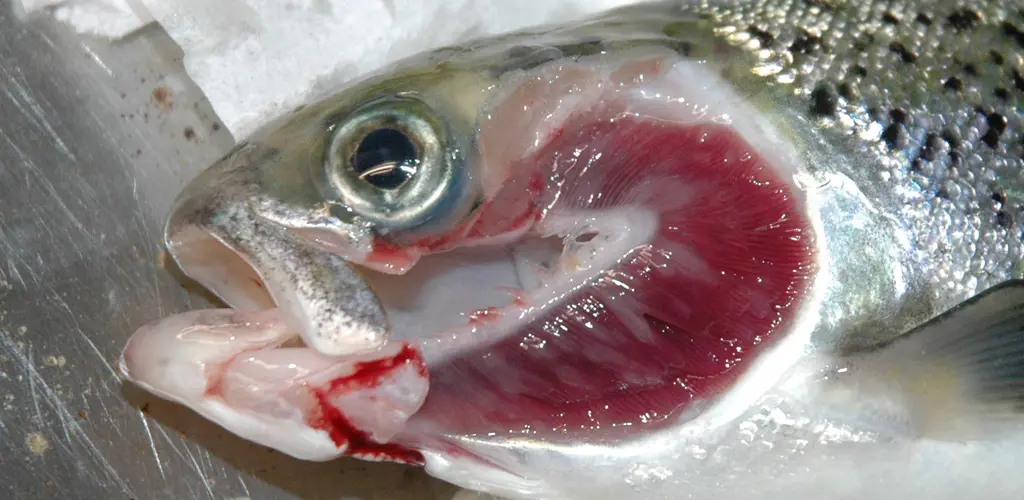 Laks med AGD Laks med AGD