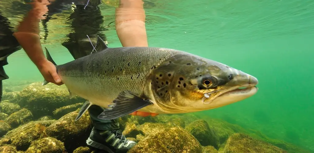 Gjenutsetting av laks