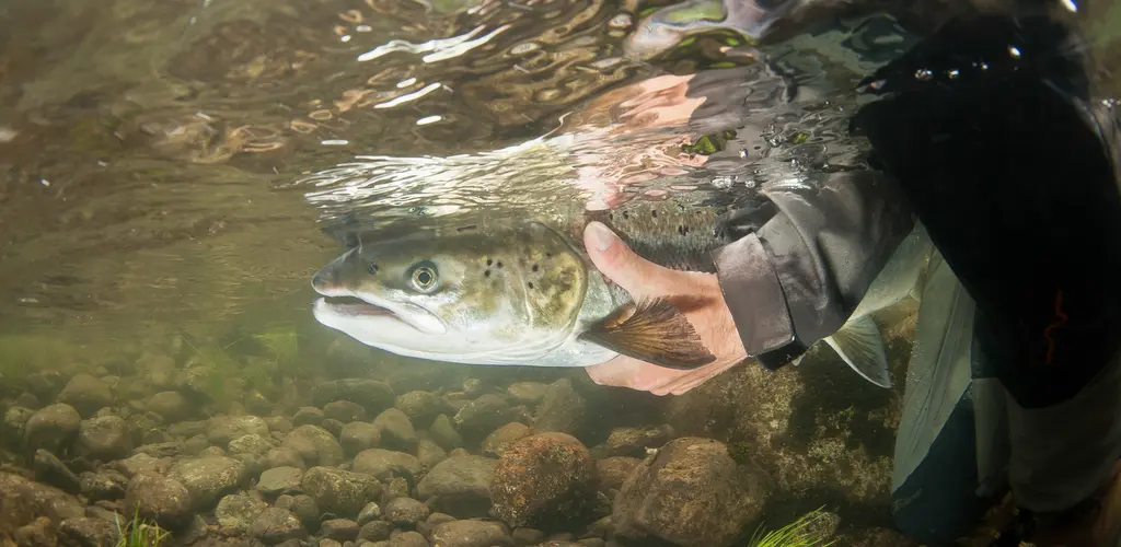 Gjenutsetting av laks Gjenutsetting av laks