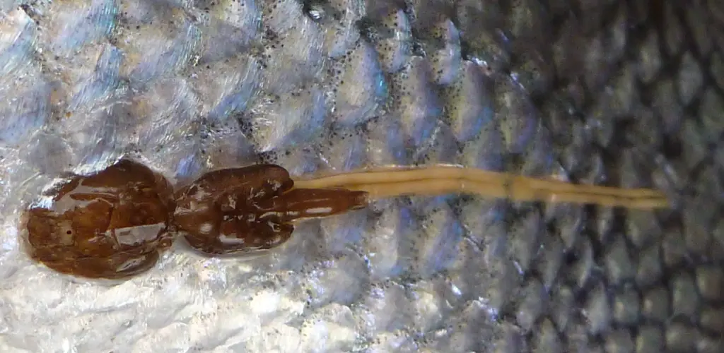 Lakselus på villaks. Lakselus på villaks.