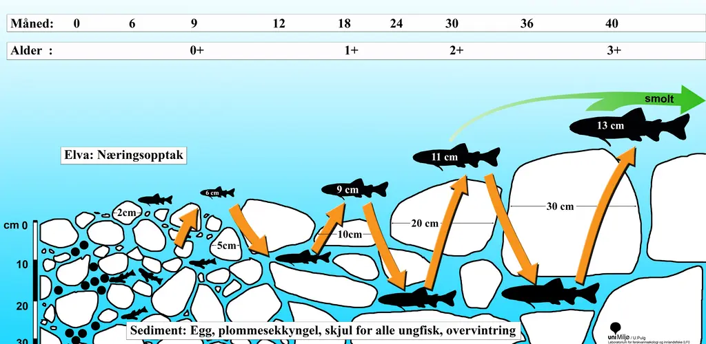 Illustrasjasjon fiskens behov
