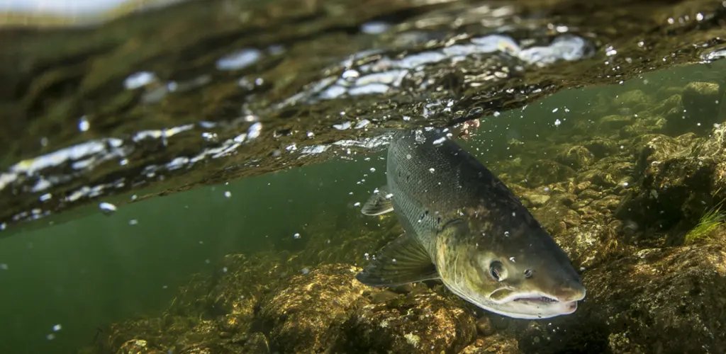 Laks under vann Laks under vann