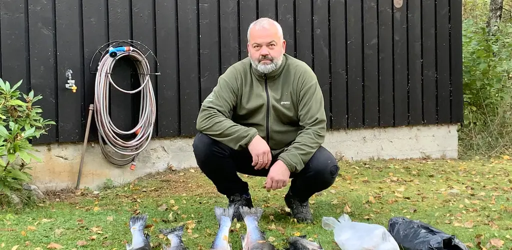 Rømt oppdrettslaks fra Årøyelva oktober 2019 Rømt oppdrettslaks fra Årøyelva oktober 2019