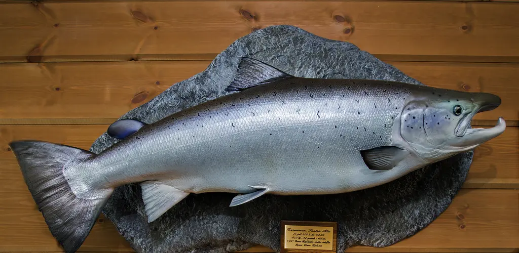 En flott villaks fra Altaelva. Alta henger høyt på Villaksauksjonen, men det er mange andre gode objekter i enhver prisklasse.