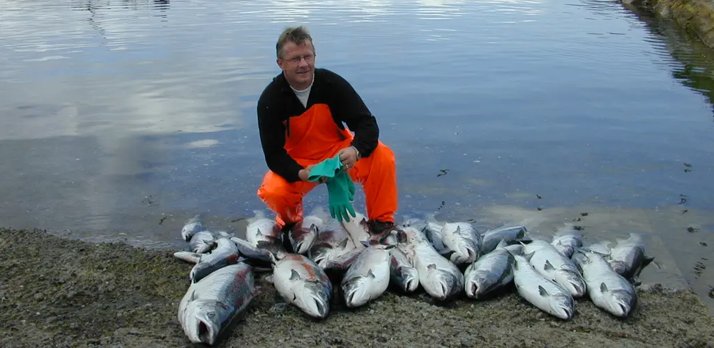 Sjølaksefiske Sjølaksefiske