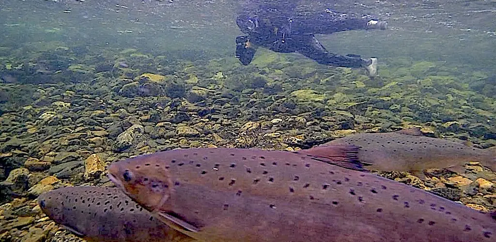 Kongsfjordelva overvåking av laksen Kongsfjordelva overvåking av laksen