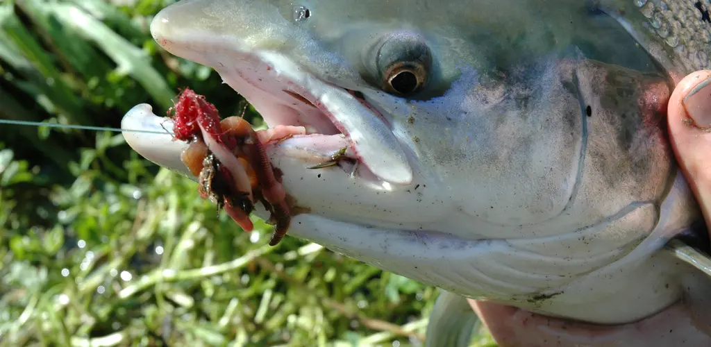 Laks på mark. Laks på mark.