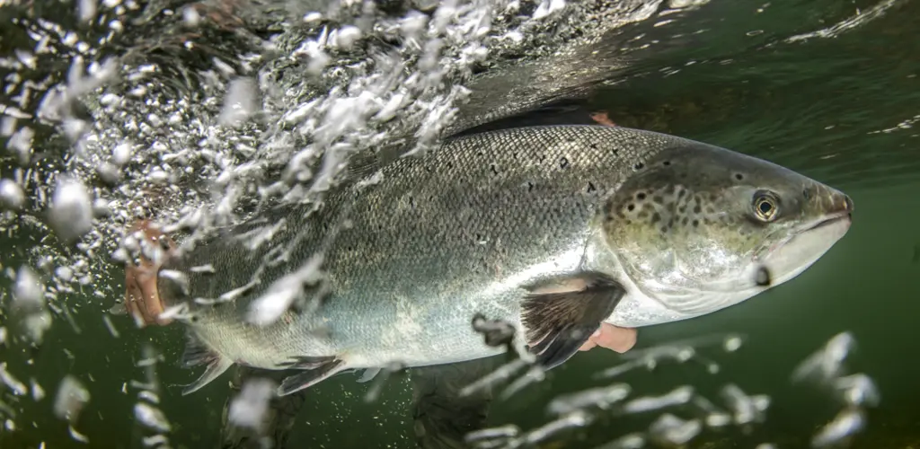 Gjenutsetting av laks i Bolstadelva Gjenutsetting av laks i Bolstadelva