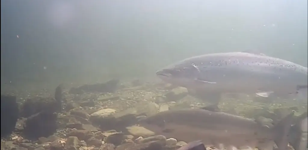 Laks i Eidselva, fanget på video.
