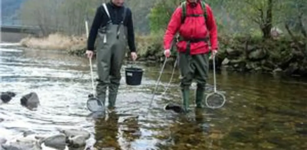 Elektrofiske i Granvinselva