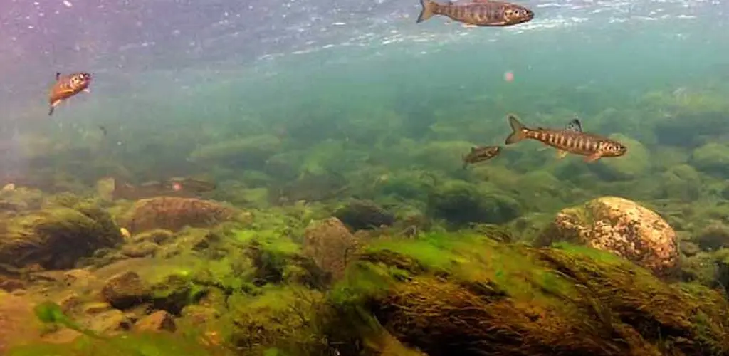 Utvandrignsklar smolt i Kongsfjordelva Smolt i Kongsfjordelva